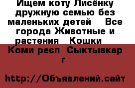 Ищем коту Лисёнку дружную семью без маленьких детей  - Все города Животные и растения » Кошки   . Коми респ.,Сыктывкар г.